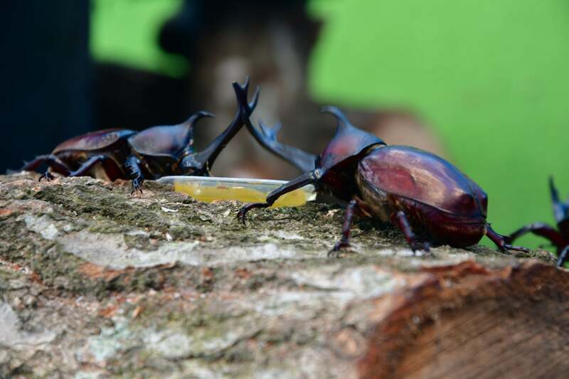 すごいぞ!カブトムシ・クワガタ