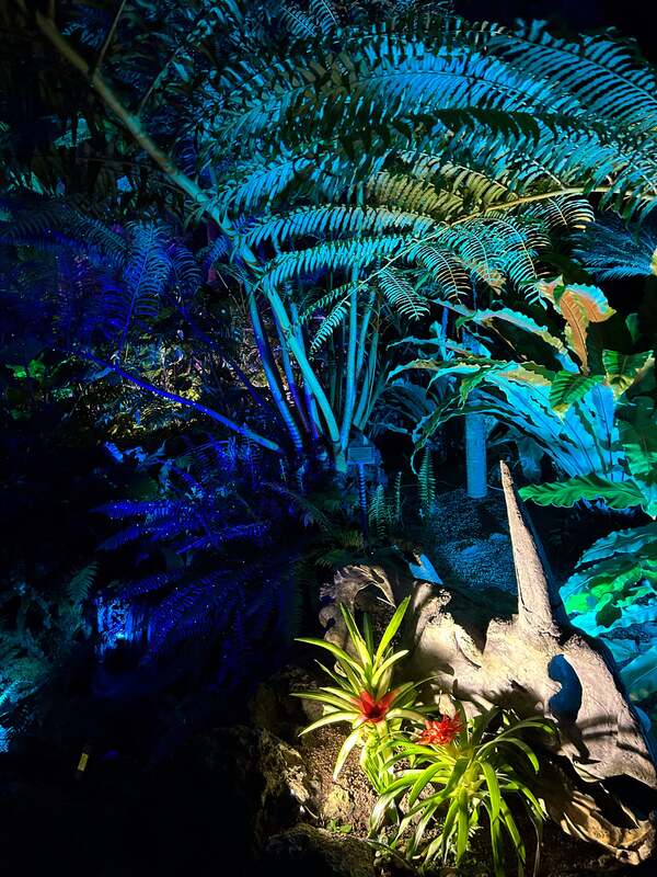 植物園ナイトジャングルと遊園地の様子