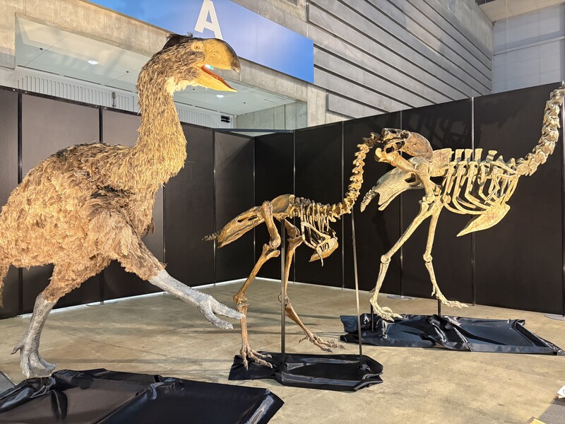 多様化をとげた鳥類も紹介!