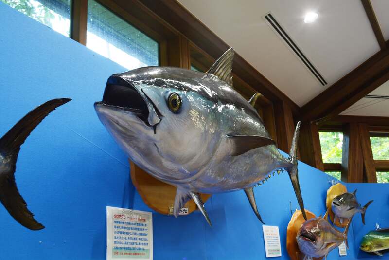 クロマグロの剥製