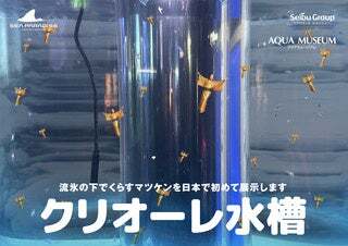 クリオーレ水槽