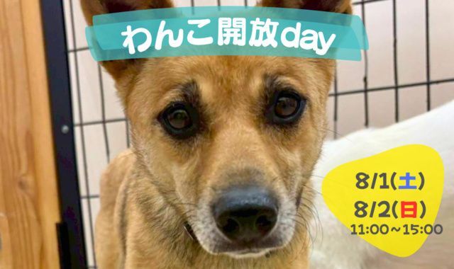 わんこ開放day(ピースワンコ・ジャパン岡山譲渡センター)
