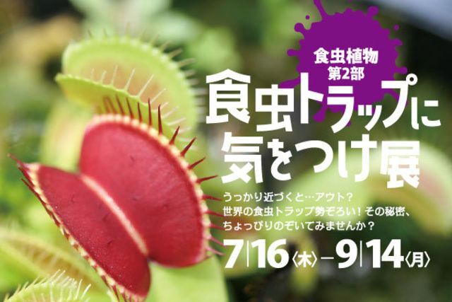 企画展示「 食虫植物 第2部 食虫トラップに気をつけ展」