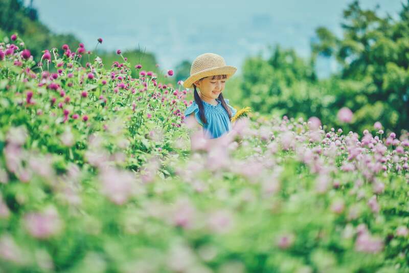 夏から秋にかけて、センニチコウも楽しめます