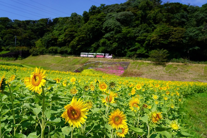 のどかな風景が広がります