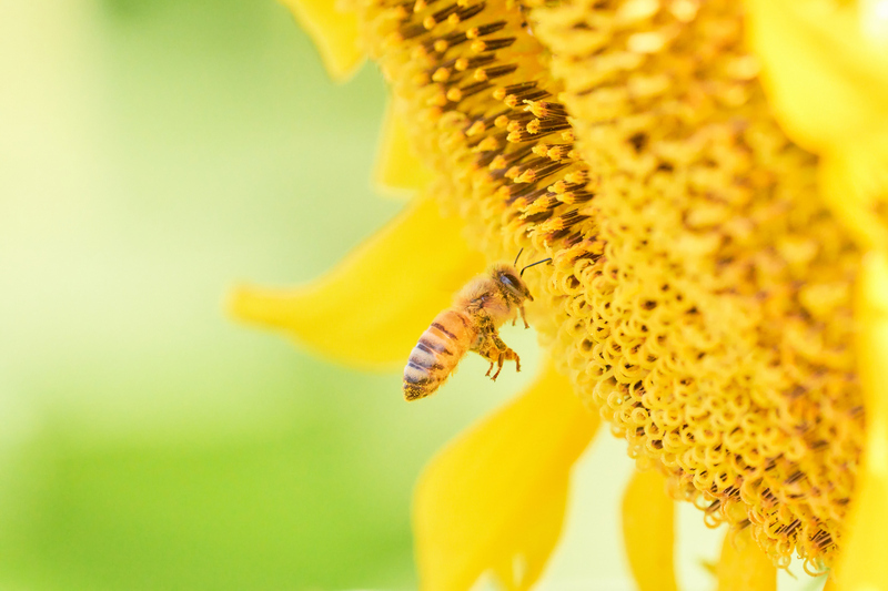 ひまわりの花を訪れるミツバチ(画像提供:NUS / PIXTA)