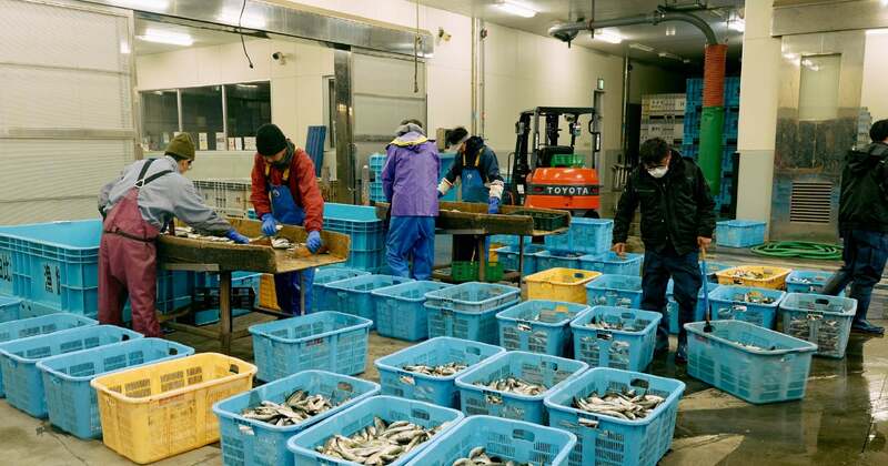 魚市場を学び体験する、新感覚教育プログラム
