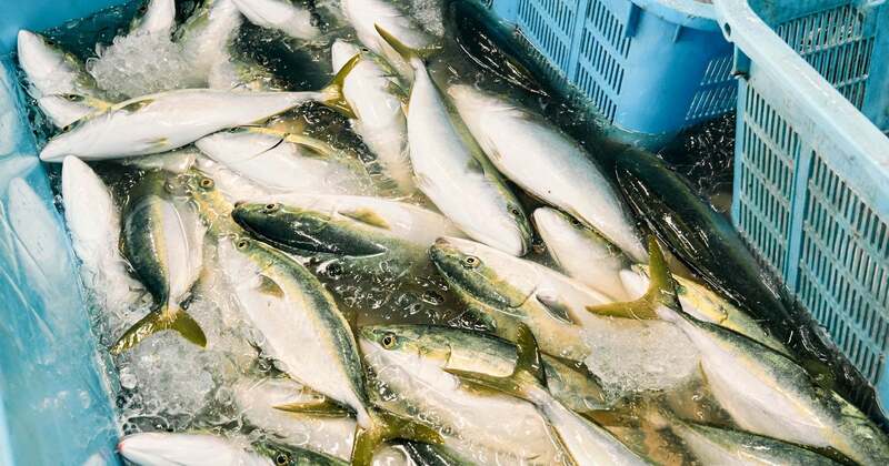 定置網船を出迎えて、魚市場の「荷受」のお仕事を見学しよう!