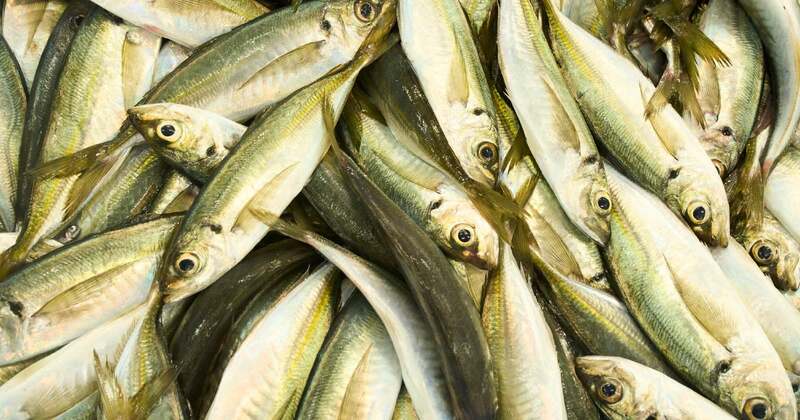 プロと同じ方法で魚を競り落とそう