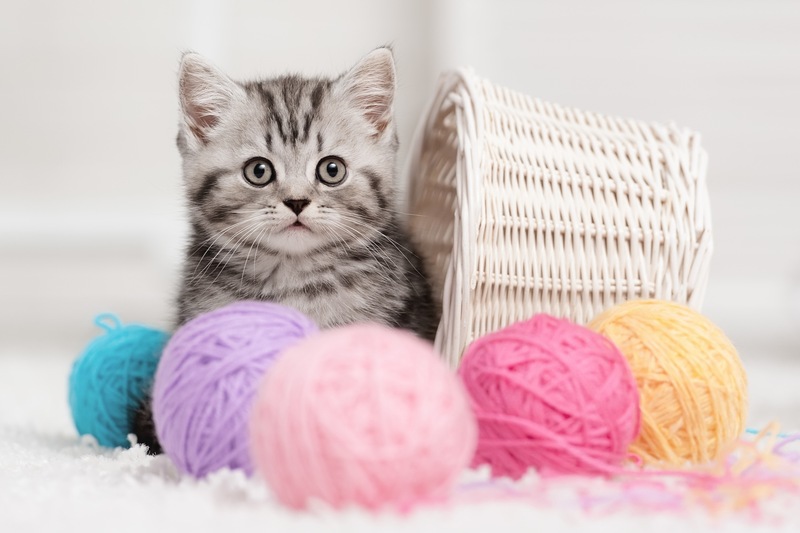 8月8日は「世界猫の日」!(画像:idal / PIXTA)