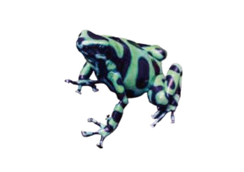 ヤドクガエル