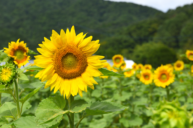 夏の訪れを告げるひまわり(画像提供:アマデウス / PIXTA)