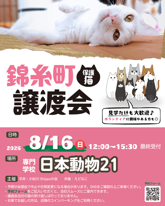 保護ねこ譲渡会 in 錦糸町