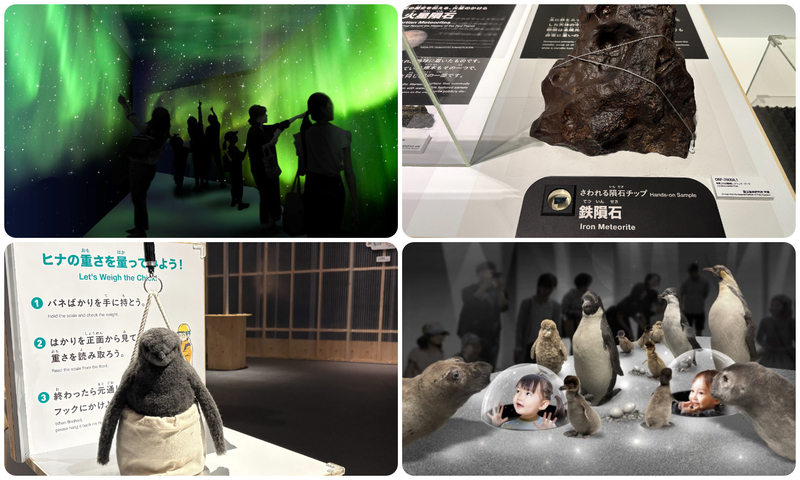 展示の様子