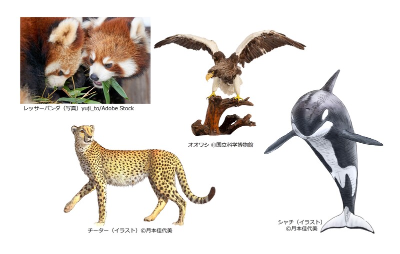 動物や植物からエネルギーを獲得するにはどんな戦略があるのか覗いてみよう