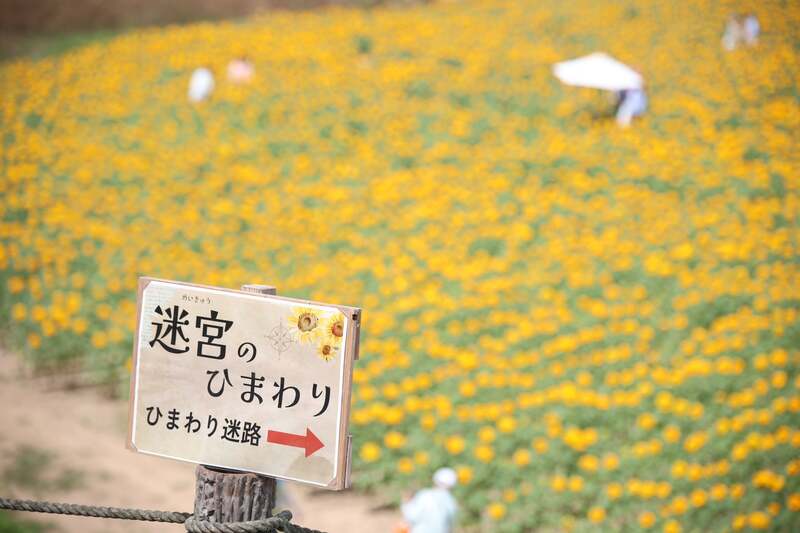 広大なひまわり迷路はクイズ式子供と一緒に挑戦してみて