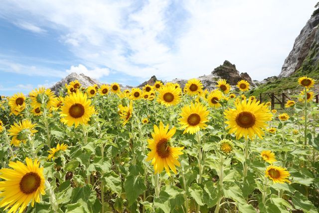 白崎海洋公園 ひまわりの花壇(公益社団法人 和歌山県観光連盟)