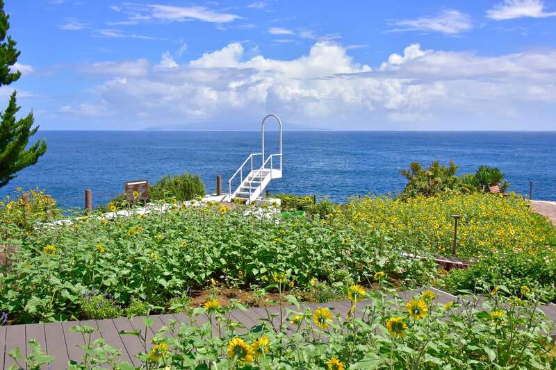 伊豆大島と城ヶ崎海岸を望む絶景の花畑