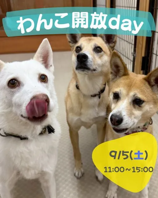 わんこ開放day(ピースワンコ・ジャパン岡山譲渡センター)