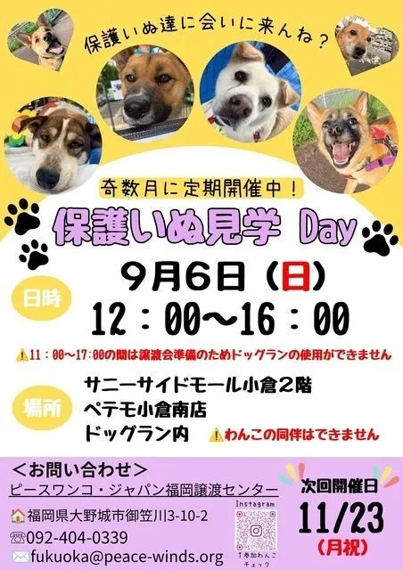 保護いぬ見学Dayinペテモ小倉南店