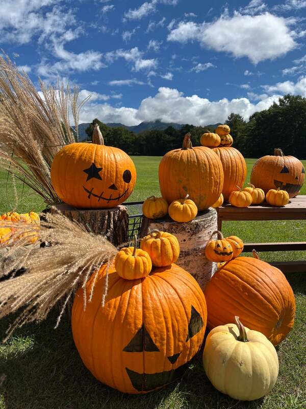 栽培の様子(実習生が育てるハロウィンかぼちゃ)