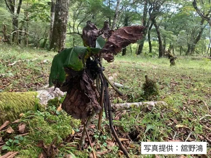 枯葉トラップ(写真提供:舘野鴻)