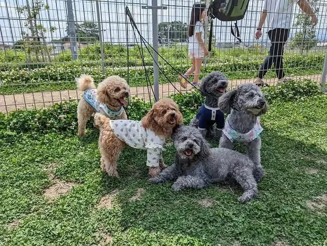 ドッグラン