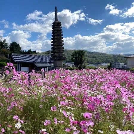 歴史ある境内を色鮮やかに彩る秋のコスモス