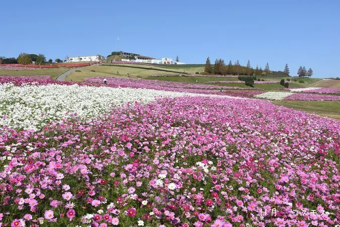 海を望む丘陵地に四季折々の花畑が広がる「あわじ花さじき」