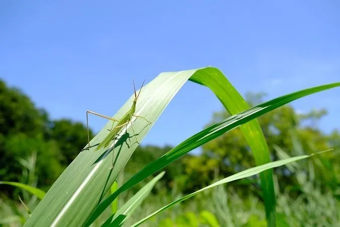 自然に親しむイベントデー「虫さがしの日」