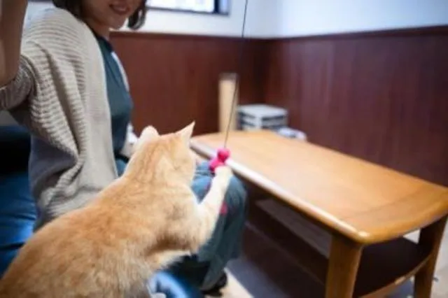 広島県動物愛護センター 猫ふれあい体験