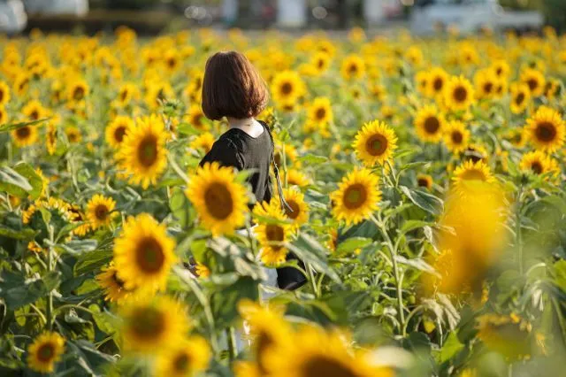 ひまわりフェア2026