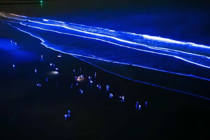 NIGHT WAVE(ナイトウェーブ)