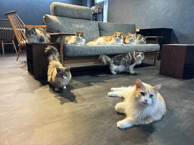 ノルウェージャンフォレストキャットなど8匹の猫が在籍しています