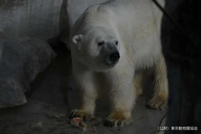 夜に見られるホッキョクグマの様子