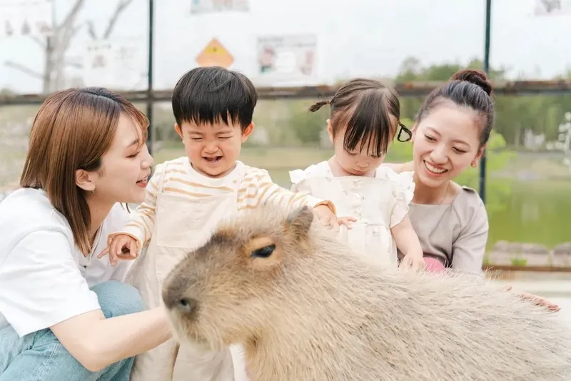 かわいいカピバラとのふれあいを楽しむ様子