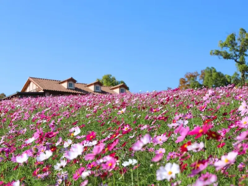 オレンジや黄色、ピンクの花が彩る秋の花畑