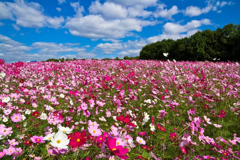 「花の丘」一面を色鮮やかに彩る約15万本のコスモス(画像提供:shimanto / PIXTA)