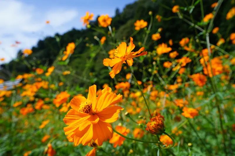 色とりどりのコスモスが一面を埋め尽くす秋の風景