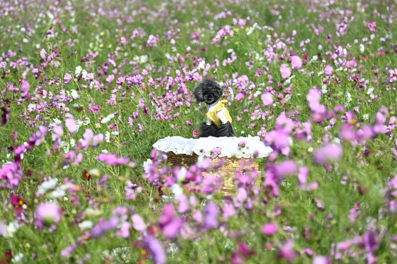 色とりどりのコスモスが一面を彩る秋の園内(C)亀岡市