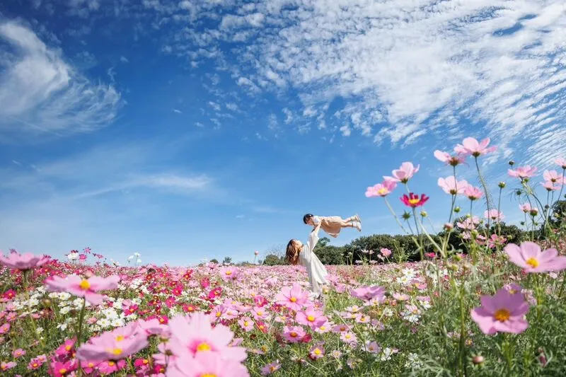 秋のお花畑をピンクや白のコスモスが彩る風景