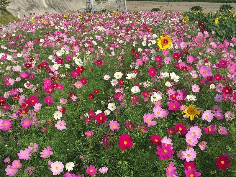 ピンクのコスモスと黄色いひまわりを一緒に楽しめる秋の花畑