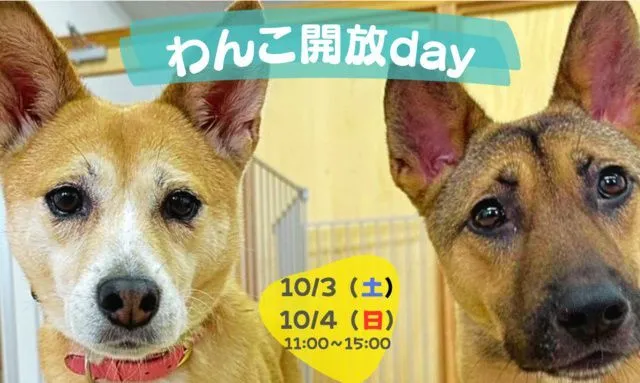 わんこ開放day(ピースワンコ・ジャパン岡山譲渡センター)