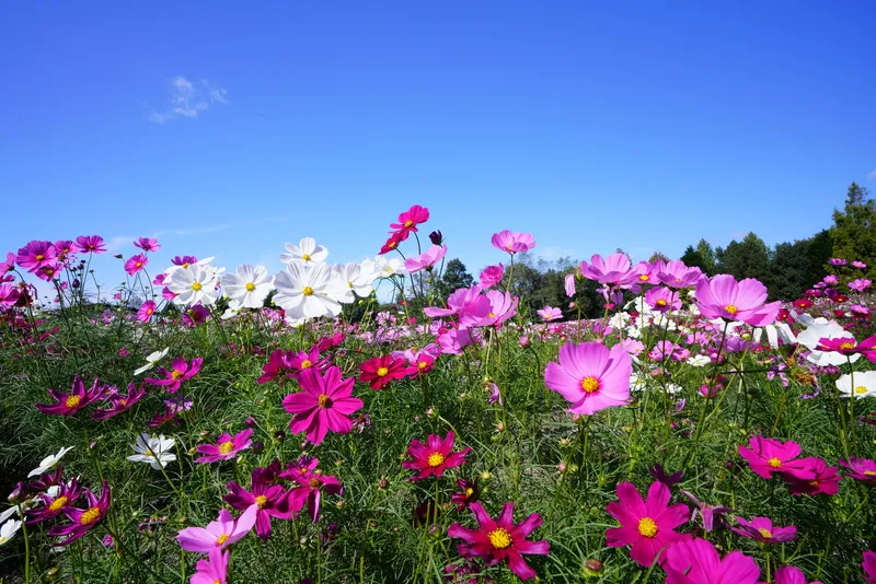 「花の広場」に咲き誇るコスモス(画像提供:きゅーまる / PIXTA)