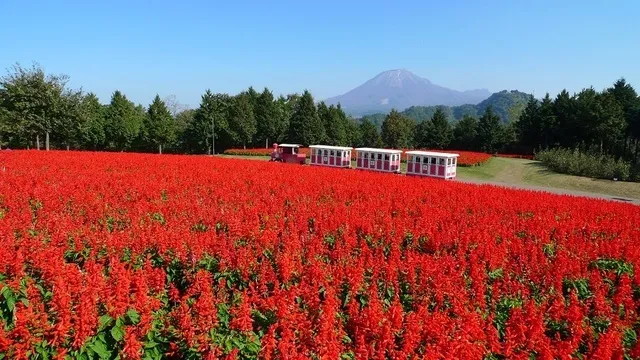 花の丘では10万株のサルビア・スプレンデンスが開花!