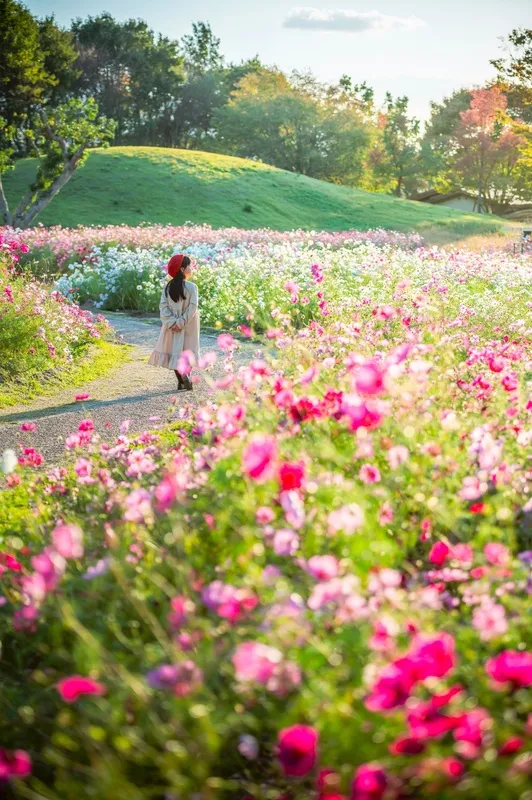 秋風に揺れるコスモスに囲まれて、のんびり公園散策を楽しみませんか?