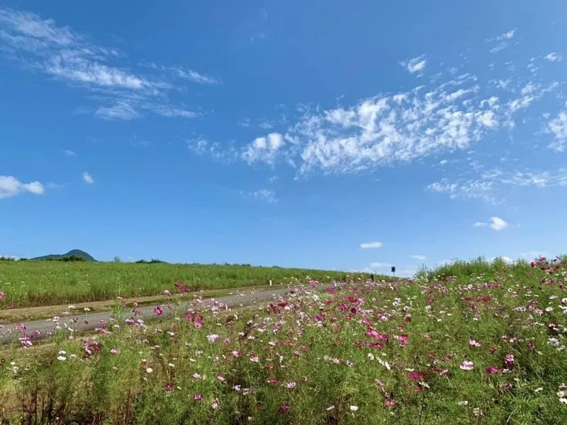 ピンクや白色などのコスモスが花畑を埋め尽くします