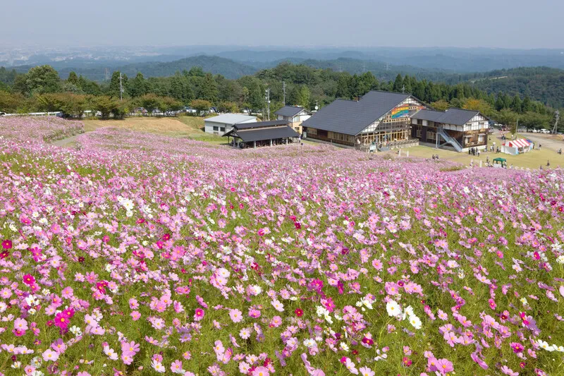 お天気が良い日には、コスモスのほか、散居村や日本海まで見渡せることもあります(写真提供:(公社)とやま観光推進機構)