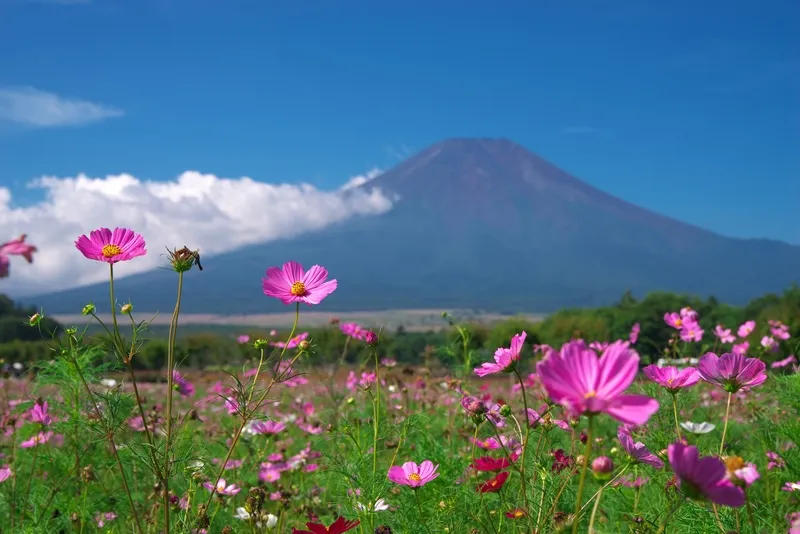 秋の家族旅行にぴったりの花名所(画像提供:Tsubasa005 / PIXTA)