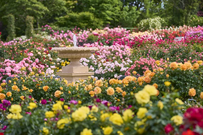 約1,600品種・1万株のバラが植えられた、関東最大級のバラ園です
